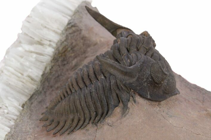 Metacanthina Trilobite With Selenite Crystals - Lghaft, Morocco #347760